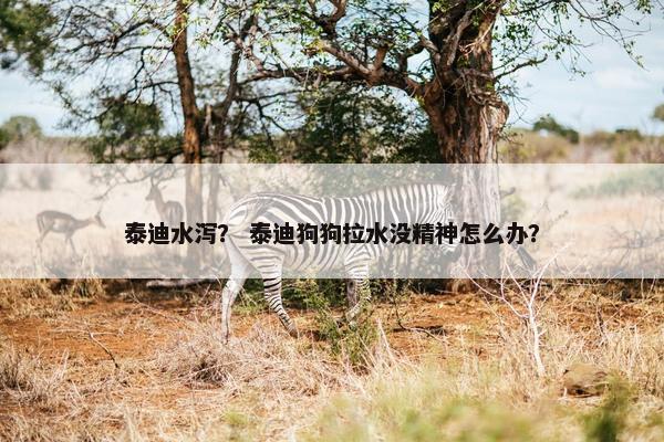 泰迪水泻？ 泰迪狗狗拉水没精神怎么办？