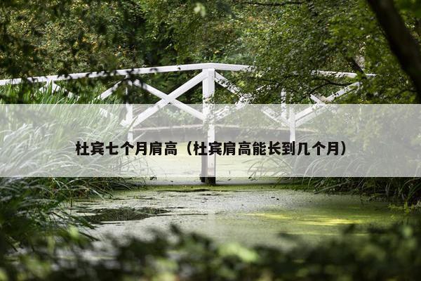 杜宾七个月肩高（杜宾肩高能长到几个月）