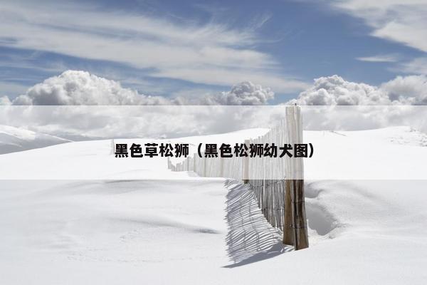 黑色草松狮（黑色松狮幼犬图）