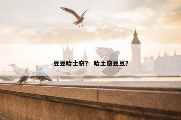 豆豆哈士奇？ 哈土奇豆豆？