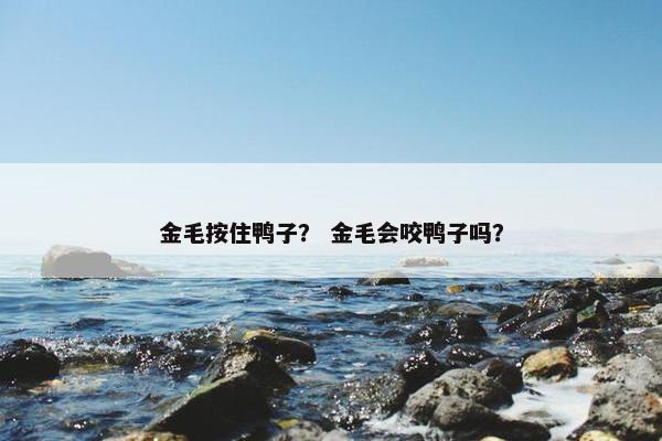 金毛按住鸭子？ 金毛会咬鸭子吗？