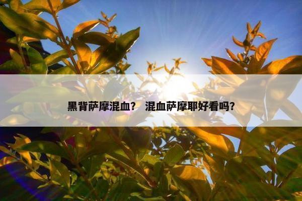 黑背萨摩混血？ 混血萨摩耶好看吗？