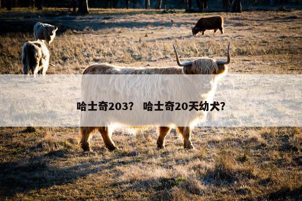 哈士奇203？ 哈士奇20天幼犬？