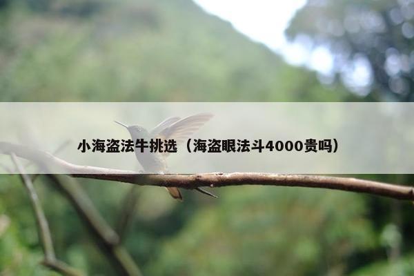 小海盗法牛挑选（海盗眼法斗4000贵吗）