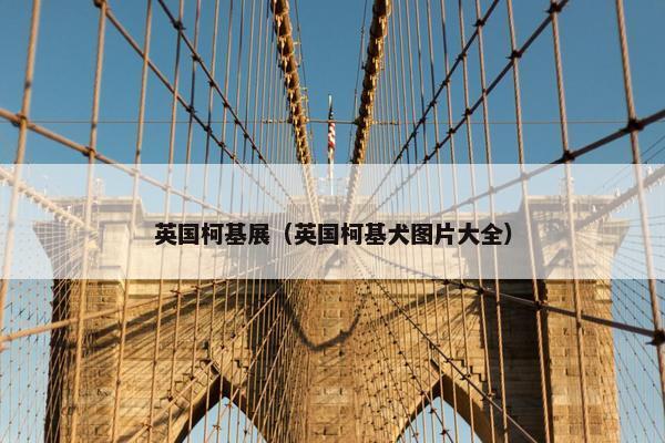 英国柯基展（英国柯基犬图片大全）