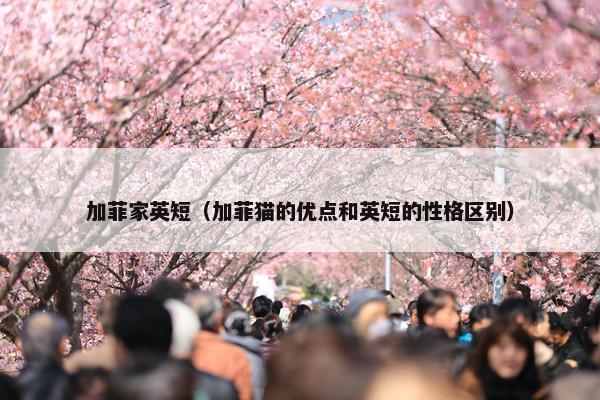 加菲家英短（加菲猫的优点和英短的性格区别）