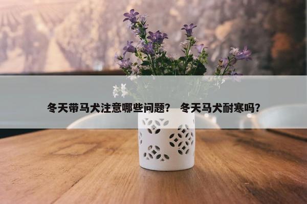 冬天带马犬注意哪些问题？ 冬天马犬耐寒吗？