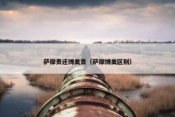萨摩贵还博美贵（萨摩博美区别）