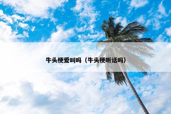 牛头梗爱叫吗（牛头梗听话吗）