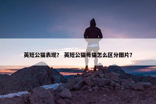 英短公猫表现？ 英短公猫母猫怎么区分图片？