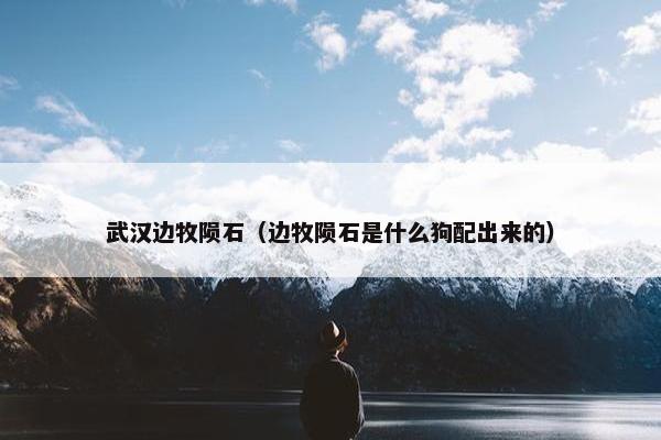 武汉边牧陨石（边牧陨石是什么狗配出来的）
