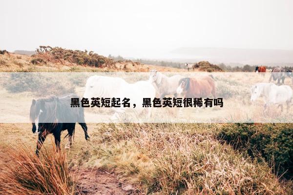 黑色英短起名，黑色英短很稀有吗