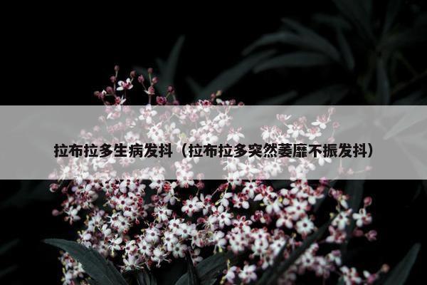 拉布拉多生病发抖（拉布拉多突然萎靡不振发抖）