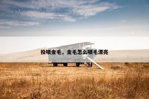 投喂金毛，金毛怎么喂毛漂亮