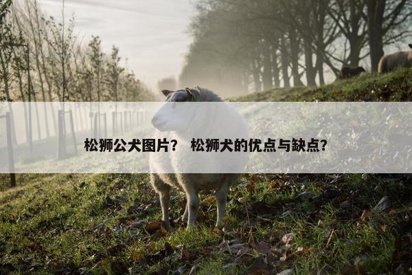 松狮公犬图片？ 松狮犬的优点与缺点？