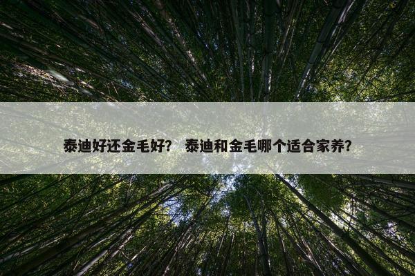 泰迪好还金毛好？ 泰迪和金毛哪个适合家养？