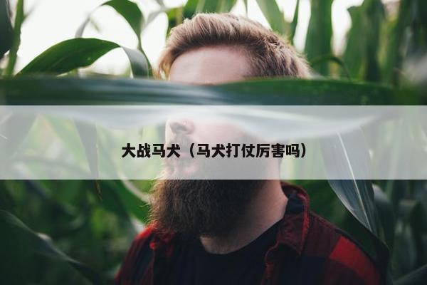 大战马犬（马犬打仗厉害吗）