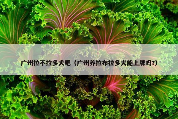 广州拉不拉多犬吧（广州养拉布拉多犬能上牌吗?）