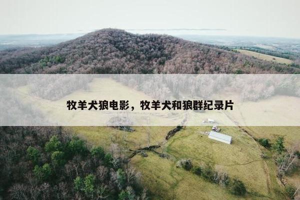 牧羊犬狼电影，牧羊犬和狼群纪录片
