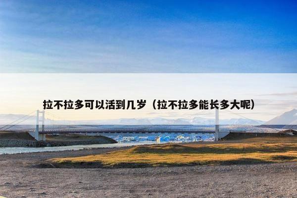 拉不拉多可以活到几岁（拉不拉多能长多大呢）
