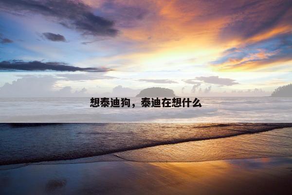想泰迪狗，泰迪在想什么