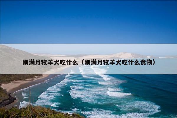 刚满月牧羊犬吃什么（刚满月牧羊犬吃什么食物）