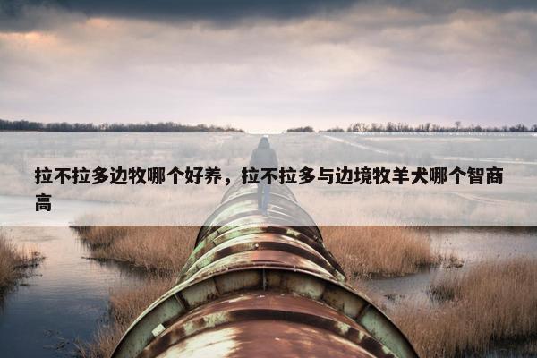 拉不拉多边牧哪个好养，拉不拉多与边境牧羊犬哪个智商高
