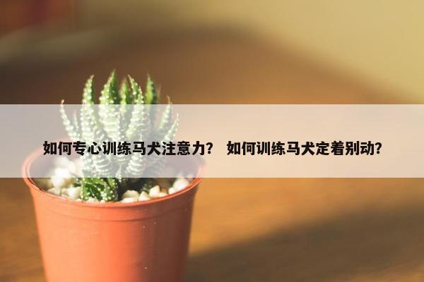 如何专心训练马犬注意力？ 如何训练马犬定着别动？