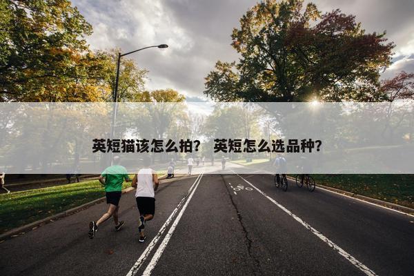 英短猫该怎么拍？ 英短怎么选品种？