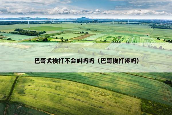巴哥犬挨打不会叫吗吗（巴哥挨打疼吗）