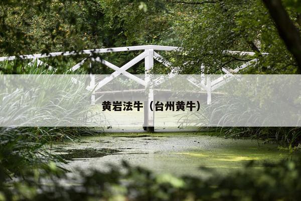 黄岩法牛（台州黄牛）