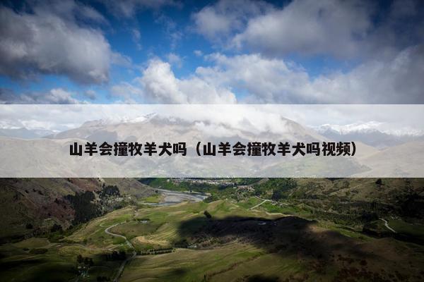 山羊会撞牧羊犬吗（山羊会撞牧羊犬吗视频）