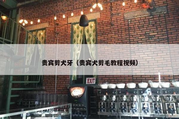 贵宾剪犬牙（贵宾犬剪毛教程视频）