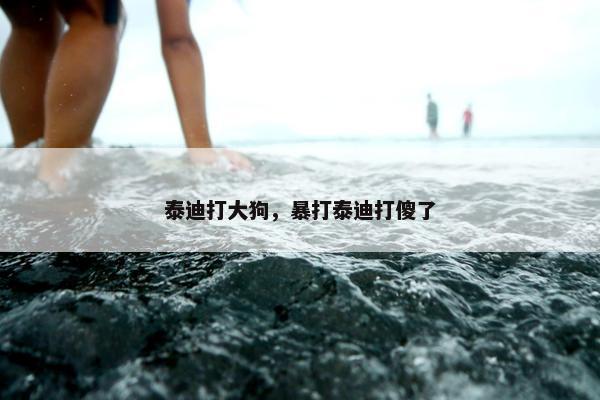 泰迪打大狗，暴打泰迪打傻了