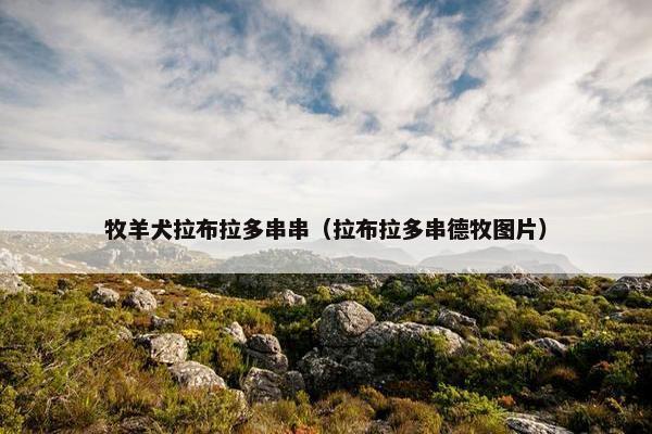 牧羊犬拉布拉多串串（拉布拉多串德牧图片）