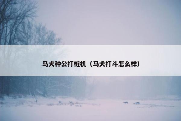 马犬种公打桩机（马犬打斗怎么样）