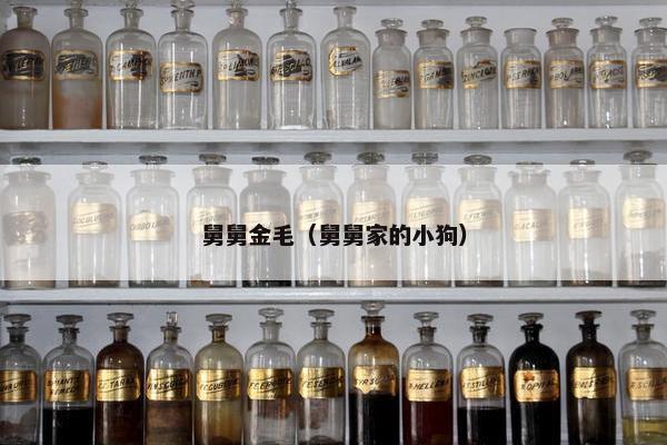 舅舅金毛（舅舅家的小狗）