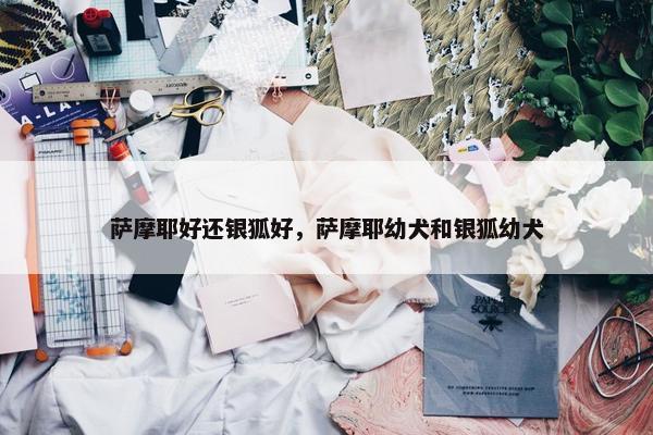 萨摩耶好还银狐好，萨摩耶幼犬和银狐幼犬