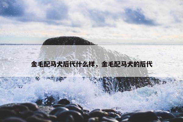 金毛配马犬后代什么样，金毛配马犬的后代