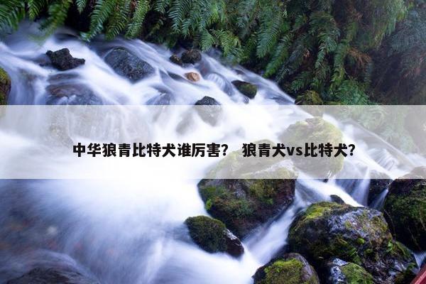 中华狼青比特犬谁厉害？ 狼青犬vs比特犬？