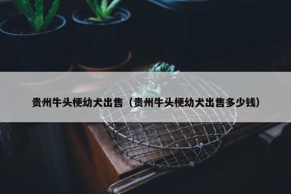 贵州牛头梗幼犬出售（贵州牛头梗幼犬出售多少钱）