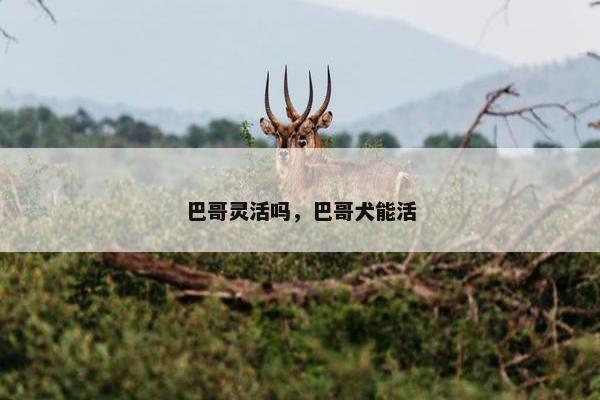 巴哥灵活吗，巴哥犬能活