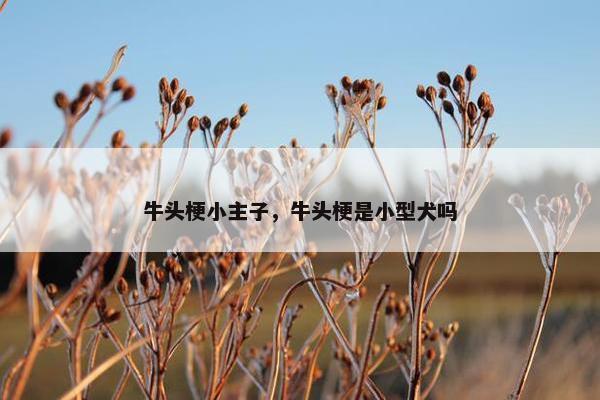 牛头梗小主子，牛头梗是小型犬吗