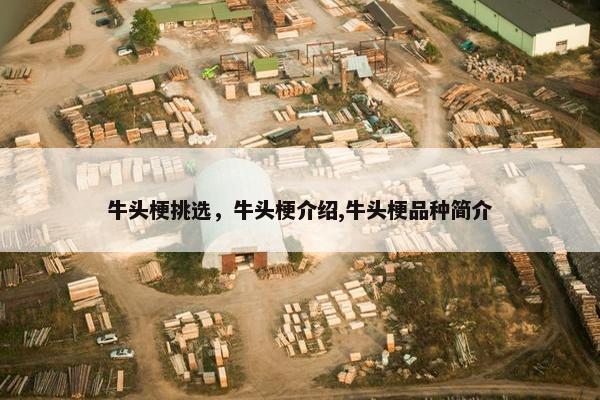 牛头梗挑选，牛头梗介绍,牛头梗品种简介