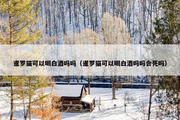 暹罗猫可以喝白酒吗吗（暹罗猫可以喝白酒吗吗会死吗）