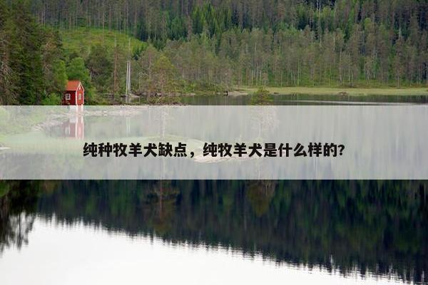 纯种牧羊犬缺点，纯牧羊犬是什么样的?