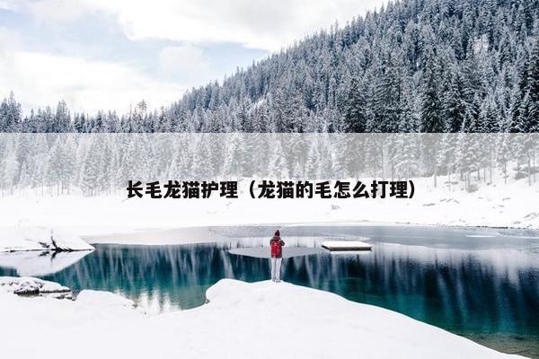 长毛龙猫护理（龙猫的毛怎么打理）