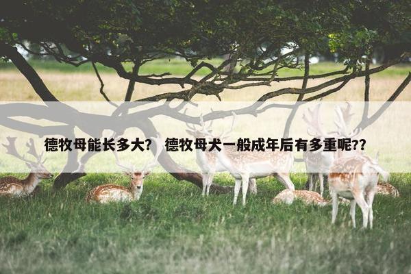 德牧母能长多大？ 德牧母犬一般成年后有多重呢?？