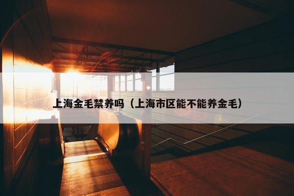 上海金毛禁养吗（上海市区能不能养金毛）
