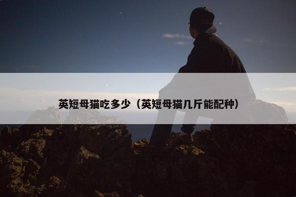 英短母猫吃多少（英短母猫几斤能配种）